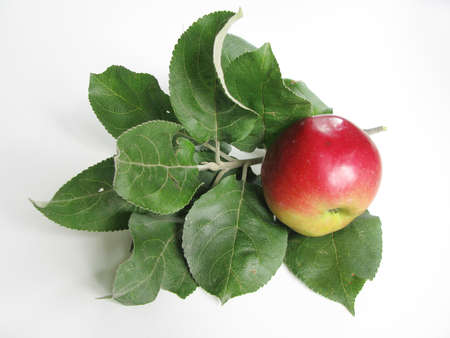 Red ripe apple on an apple tree branch on a white background. Close up viewの写真素材