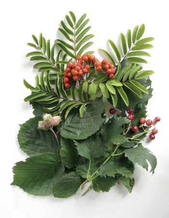 Composition of green branches of rowan, viburnum, and hazel with nuts and berries on a white background. Top viewの写真素材