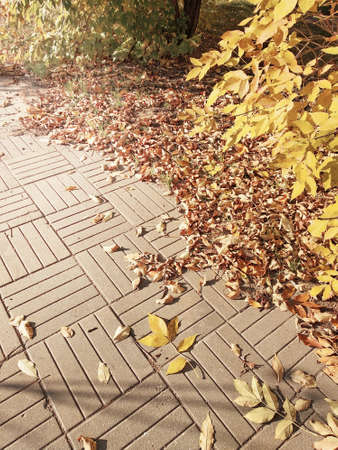 A path in a city park strewn with yellow autumn foliage on a sunny dayの写真素材