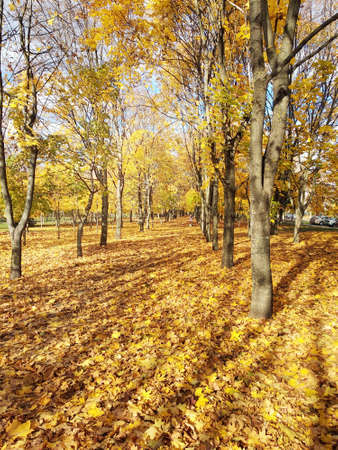Yellow foliage on trees in a city park on a sunny autumn dayの写真素材