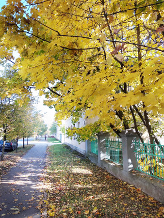 Trees with yellow foliage on a quiet city street on a sunny autumn dayの写真素材