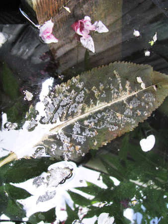 Fallen leaf on the water in an autumn dayの写真素材