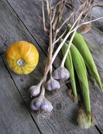 Little yellow pumpkin, garlic, and sweet corn on wooden backgroundの写真素材