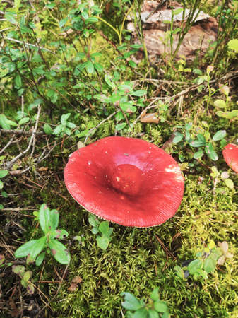 Red russula in a clearing in the forestの写真素材