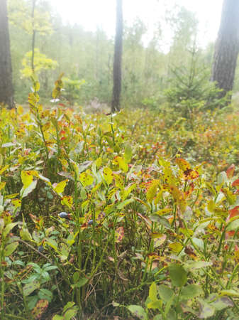 Blueberry meadow on a foggy morning in the forestの写真素材