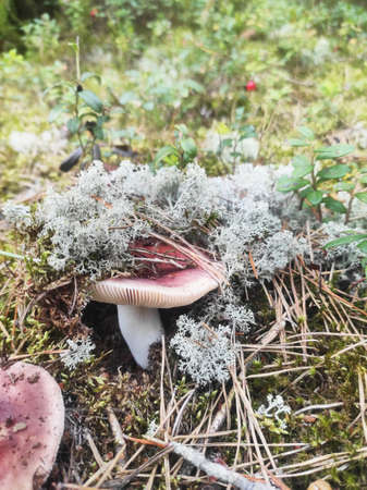 Wild mushroom covered with light moss in the forestの写真素材