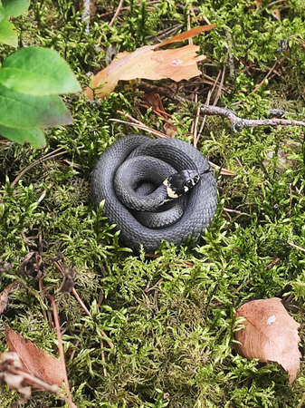 Grass snake curled up in a ring in moss glade in the forest