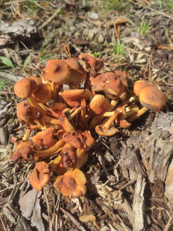Honey mushrooms cluster on a tree stump in the forest