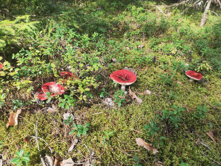 Mushrooms glade in the forestの写真素材