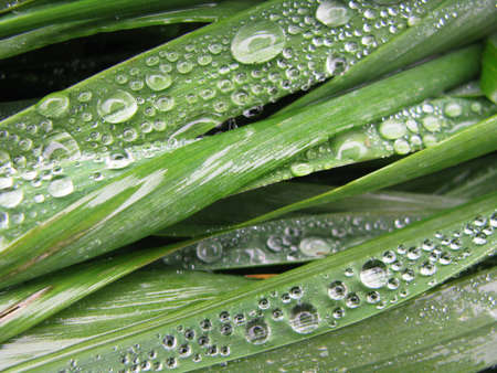 Grass with dewdrops. Closeupの写真素材
