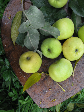 Plucked green and yellow apples in the garden on a rainy dayの写真素材