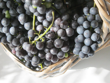 Autumn harvest. Bunches of black juicy grapes in a basket lit by the sun on a white table backgroundの写真素材