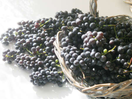 Autumn harvest. Bunches of black juicy grapes in a basket lit by the sun on a white table backgroundの写真素材