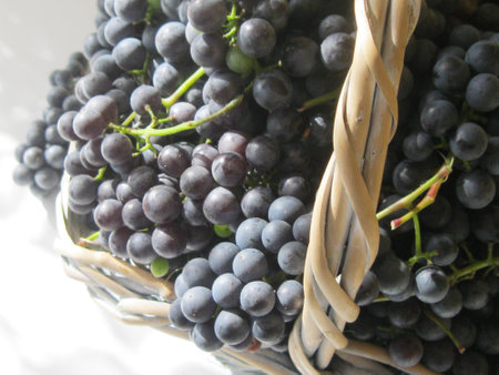 Autumn harvest. Bunches of black juicy grapes in a basket lit by the sun on a white table backgroundの写真素材