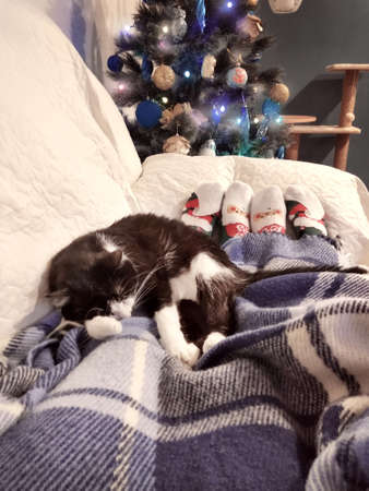 People and their cat are resting at a cozy home with a shining Christmas tree. Feet in Christmas woolen socks. Winter holiday Xmas and New Yearの写真素材