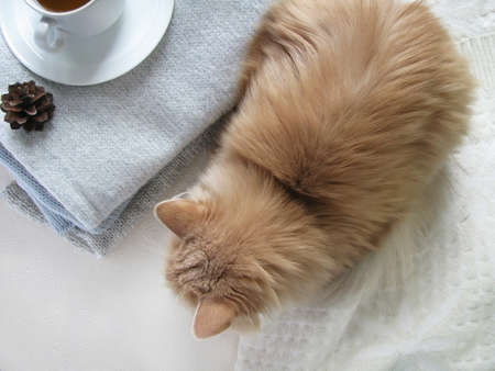 Christmas and happy winter holiday. Warm cozy home. Soft knits, a cup of tea, and a fluffy ginger cat. View from aboveの写真素材