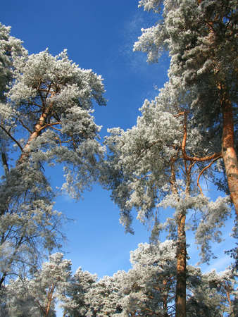 Winter forest. Snow-covered pine trees against a bright blue sky on a clear winter dayの写真素材