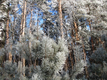 Winter forest. Snow-covered pine-trees on a clear winter dayの写真素材