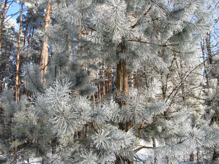Winter forest. Snow-covered pine trees on a clear winter dayの写真素材