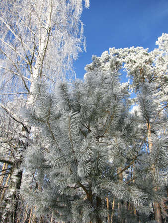 Winter forest. Snow-covered trees against a bright blue sky on a clear winter dayの写真素材