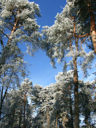 Winter forest. Snow-covered pine trees against a bright blue sky on a clear winter dayの写真素材