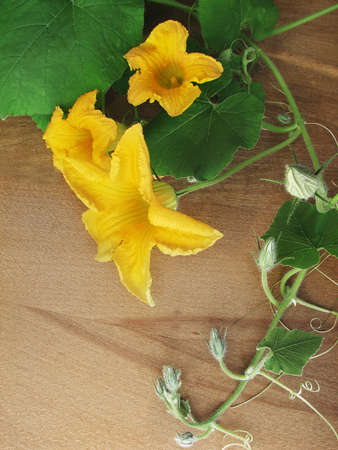 Pumpkin flowers and whip with buds on a light wooden backgroundの写真素材