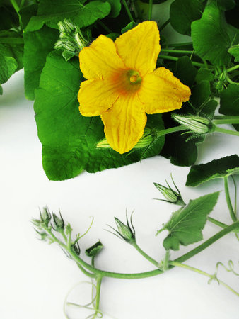 Pumpkin flower and whip with buds on a light backgroundの写真素材