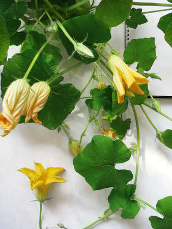 Pumpkin flowers and whips with budsの写真素材