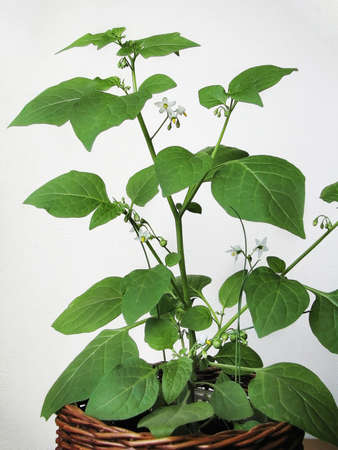 Blooming nightshade on a light backgroundの写真素材