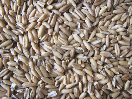 Cereal plant oats. Oat grainsの写真素材