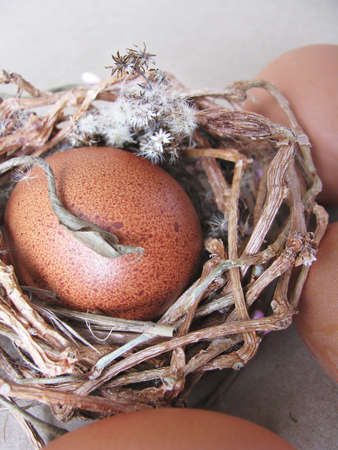 Colored chicken egg and a nest of twigs