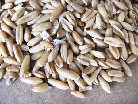 Cereal plant oats. Oat grainsの写真素材