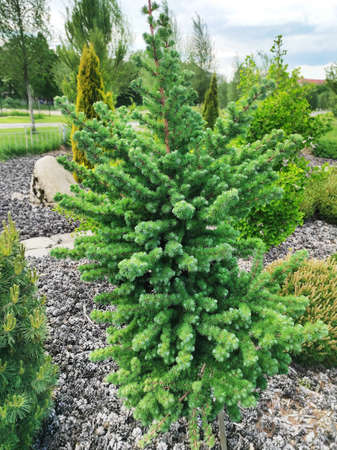 coniferous trees. Young larch in a city parkの写真素材