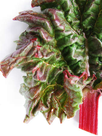 Bright colorful rhubarb leaf on a light backgroundの写真素材