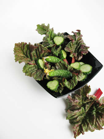 Salad of rhubarb leaves and fresh cucumber in a black salad bowl on a light backgroundの写真素材