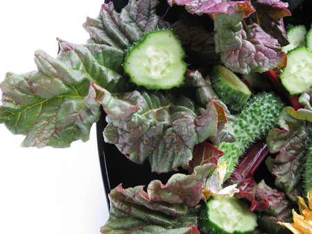 Salad of rhubarb leaves and fresh cucumber slices in a black salad bowl on a light backgroundの写真素材