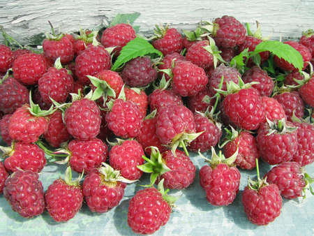 Ripe raspberry harvest. summer dayの写真素材