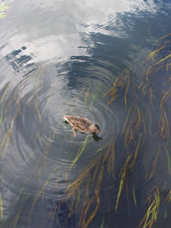Duck on the river in summerの写真素材