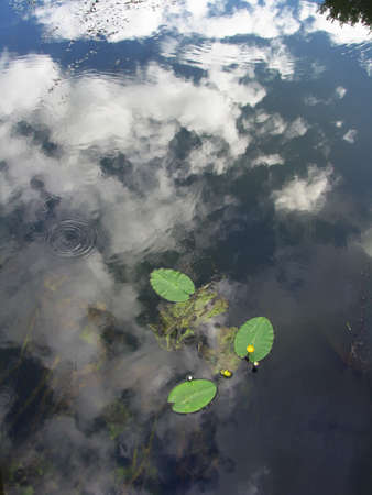 A quiet backwater on the river in summerの写真素材