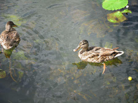A couple of ducks on the riverの写真素材