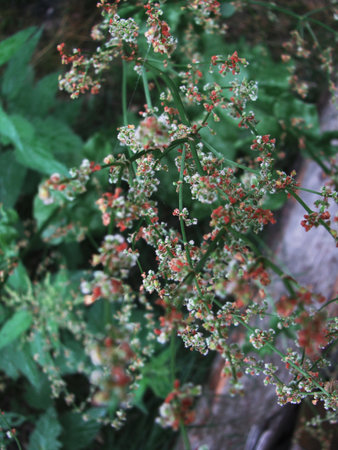 blooming sorrel