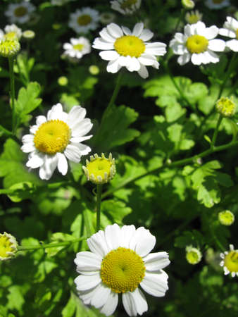 Girlish tansy flowers in the gardenの写真素材