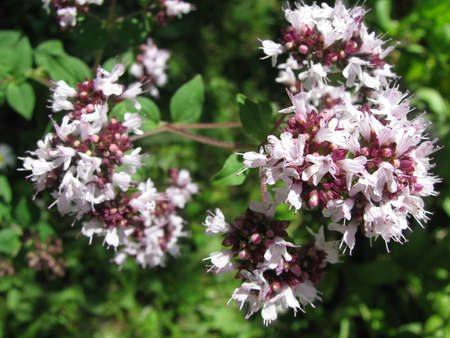 oregano flowers in the gardenの写真素材
