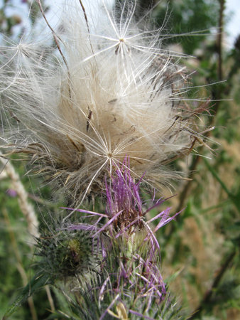 Thistle flowers on a sunny dayの写真素材