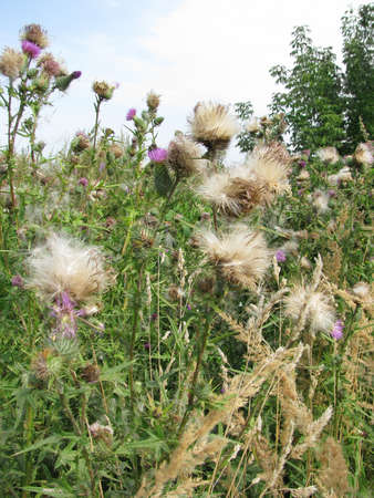 Thistle thickets on a sunny dayの写真素材