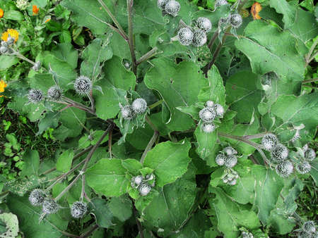 Burdock green leaves and flowersの写真素材