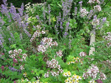 Blooming oregano and lavender in the gardenの写真素材