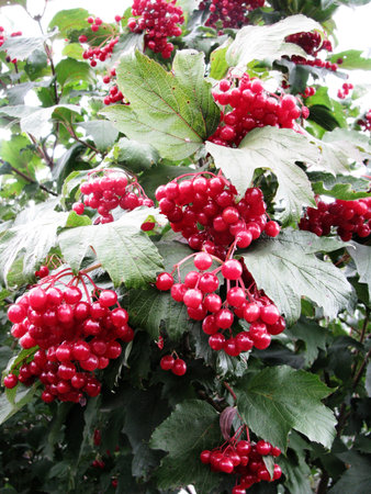 Lash viburnum bush in the gardenの写真素材