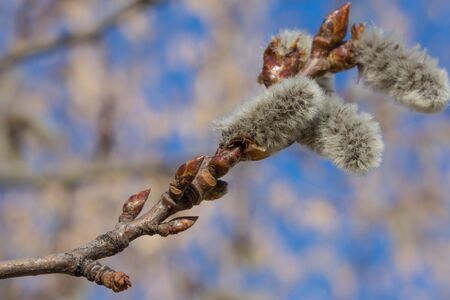The first spring gentle leaves, buds and branches macro background. Isolated on whiteの写真素材