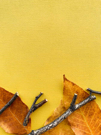 Autumn leaves on a yellow paper background. Frame from leaves. High quality photo